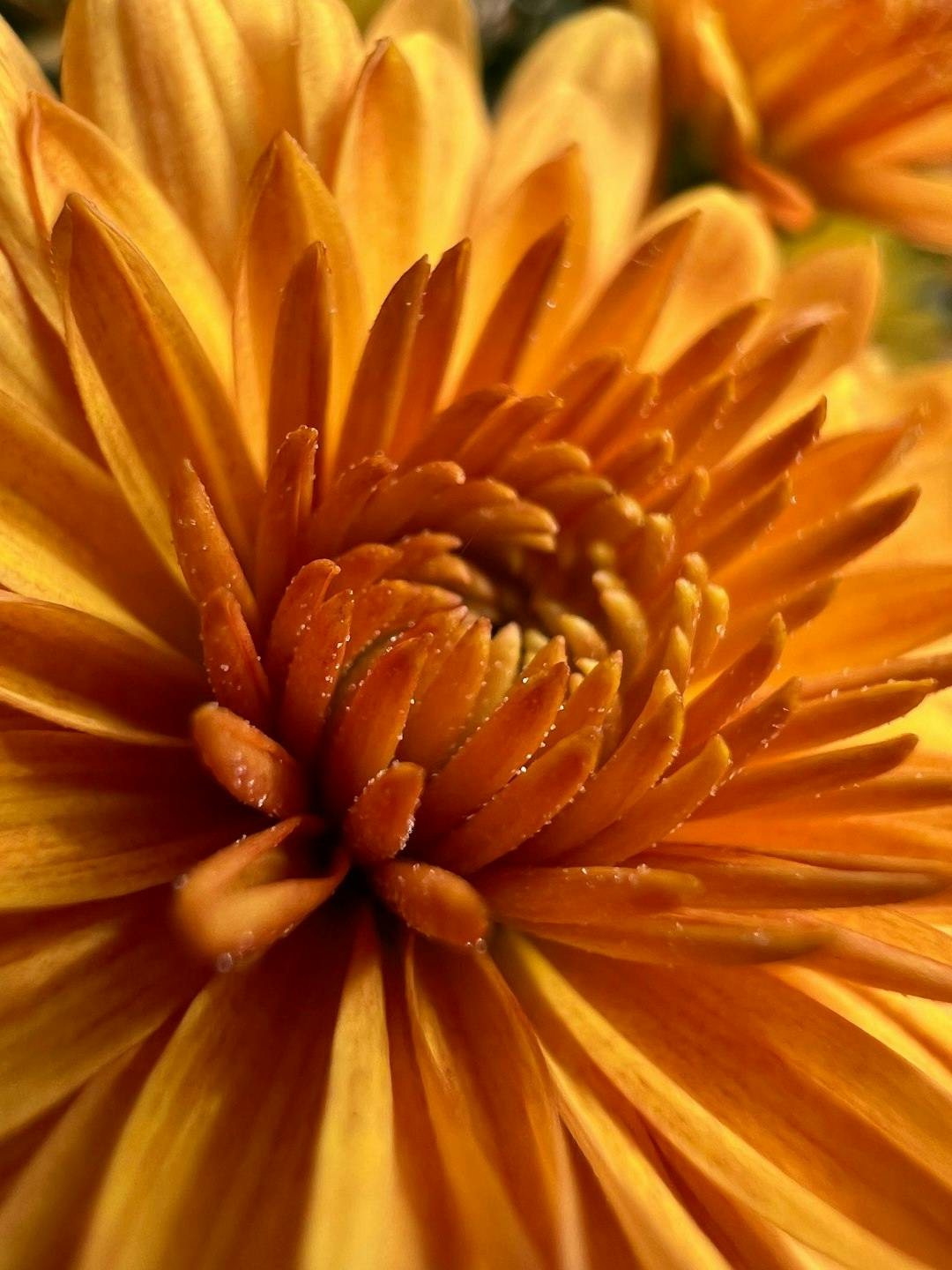 Close up detail of orange flower petals in bright sunlight